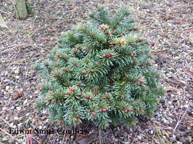 Abies procera 'Henks Garden W.B.'